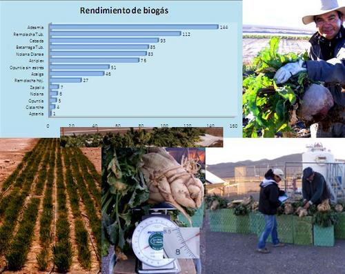 Biodiesel-Biogas de Cultivos Energéticos con Recursos de No Competencia Industria de Alimentos - Biogas Biodiesel from Energetic Crops Non-Competitive with Food