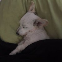 huasosuazo (@calcetinmo) 's Twitter Profile