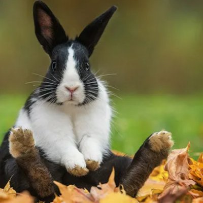 shaquibjr's profile picture. Coder
