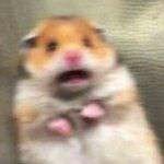 windschaser666's profile picture. programmer