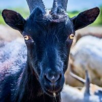 Sr. Capra (@sr_cabros) 's Twitter Profile Photo Sr. Capra (@sr_cabros) 's Twitter Profile Photo