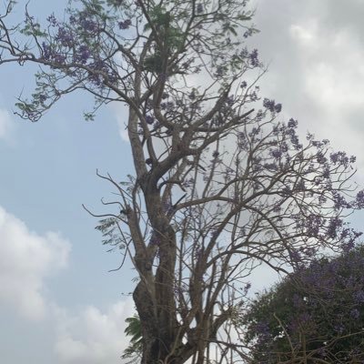 0rganics_ng's profile picture. Deuteronomy 11:10-25