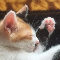 全力で生きた姫と麿の生涯 (@hime_and_maro) 's Twitter Profile Photo