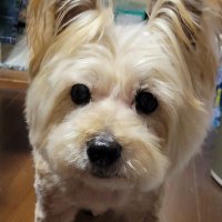 らぎ@ 5/2 ブルミク (@ragivv) 's Twitter Profile