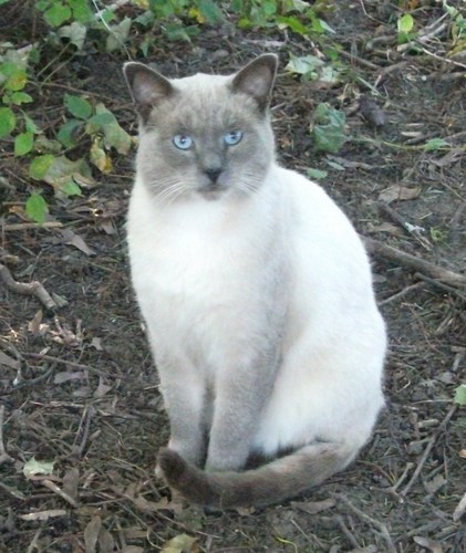 Freelance writer, animal lover, lifelong cat and dog owner and watcher of all things political.  Contributing writer for the Responsible Pet Ownership blog