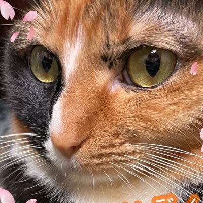 mikesan0422's profile picture. 3歳の三毛のサンです。腎不全と尿管結石と診断され治療中です。皆様の優しさでクラウドファンディング達成できました。ありがとうございました！無言フォロー失礼致しますm(_ _)m