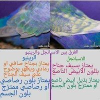 عاشق الرينبو (@aalrynbw) Twitter profile photo