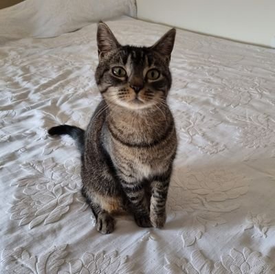 rcbpeixoto's profile picture. opinions are my own