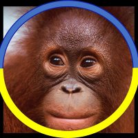 Orangebaby (@stijn_tweets) 's Twitter Profile