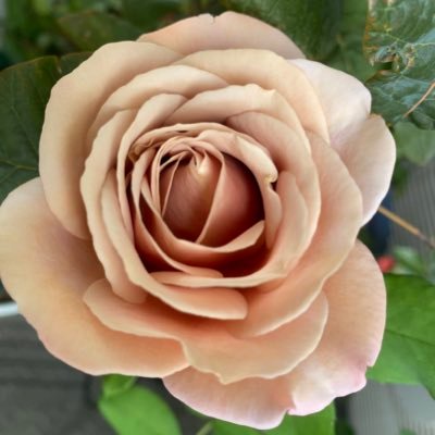 見るだけ専門なので無言フォロー失礼いたします。