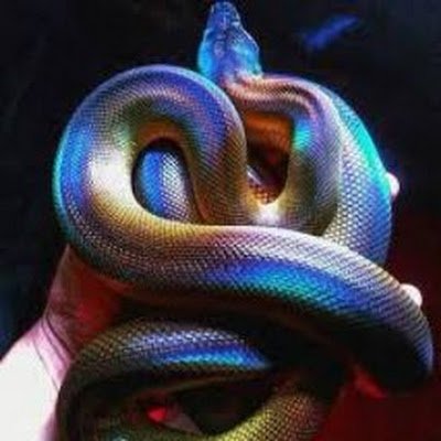 ANU_Rainbow's profile picture. 