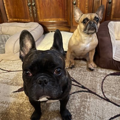 jon_williams2's profile picture. University of Arkansas Alum 🐗