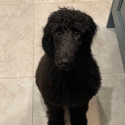 IanJCrowley's profile picture. Munster Fan; jaded... All opinions are my own. RTs are not an endorsement.