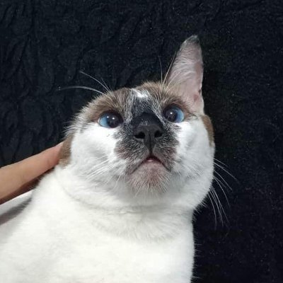NFT degen wannabe huehue Klols_NFT #2465
Cat needs help (financially)
Duck enthusiast
Aspiring to be a test subject 🧪