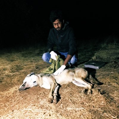 Wolf Biologist | Movement Ecologist (Wolves, Tigers, Leopards, Great Indian Bustard, Marmot, Pallas Cat) | Maharashtra | Ladakh | Aligarian