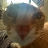 Shoznor (@shoznor) 's Twitter Profile