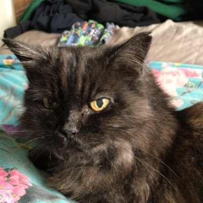 Tomsk211's profile picture. A cat sort of a human meow 😻