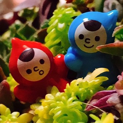 ベランダで多肉植物を育てながら たまにYouTubeで動画あげてます( *ˊᵕˋ)♡お気軽に無言フォローどうぞ♪無言フォロー失礼致しますm(_ _)