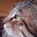 Jo (@zeninpawalks) Twitter profile photo Jo (@zeninpawalks) Twitter profile photo