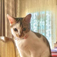 Dr.SevgülKaraKöse (@kara_kose) Twitter profile photo