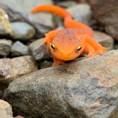 Eco and Evo Biology Profile