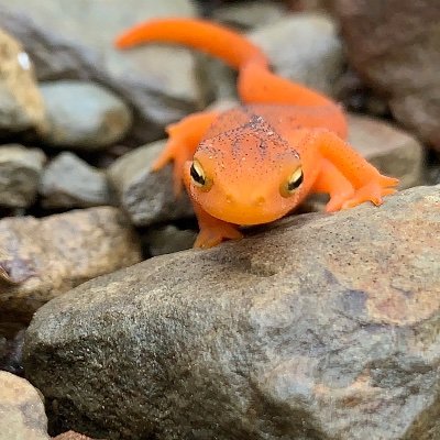 Department of Ecology & Evolutionary Biology at Cornell University