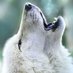 White Wolf 🐺🦂💚☘️💙🇬🇷 (@Likos19691) Twitter profile photo