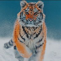 Basem Ahmed (@basemah78110668) 's Twitter Profile