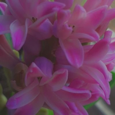 thats_Izzy's profile picture. Hello fellow humanss