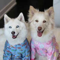 CanadianBros® (@canadianbroseh) 's Twitter Profile