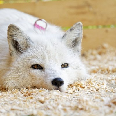 Enyel_Der's profile picture. 