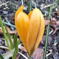 🌱A Garden in Rastrick 🌼(@suzy_suz81) 's Twitter Profile Photo