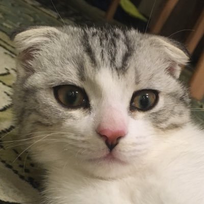 coretic's profile picture. 小田原市の南の果てから武蔵小金井の会社に通う二児の子持ちの遠距離通勤サラリーマン。ジャパコア好きな50代。