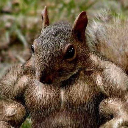 Jacked Squirrel (former Fat Squirrel)