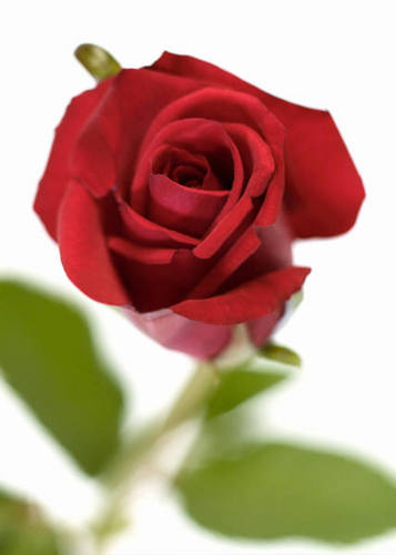 EthelOden's profile picture. A speaker of the gospel of Christ and a motivator to women, author of CAUGHT IN A WEB:CHANGED BY DESTINY and home decor designer.