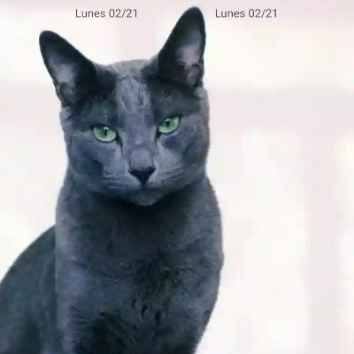 Gato Negro Profile