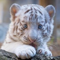 Lisa Wohlgamuth (@litlwhitetiger) 's Twitter Profile