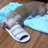 g_groover's profile image