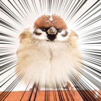 札幌スパローマン (@sparrowman_12) 's Twitter Profile