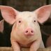Starlink - Systems Manager, PhD🇺🇸 (@verygreedypig) Twitter profile photo Starlink - Systems Manager, PhD🇺🇸 (@verygreedypig) Twitter profile photo