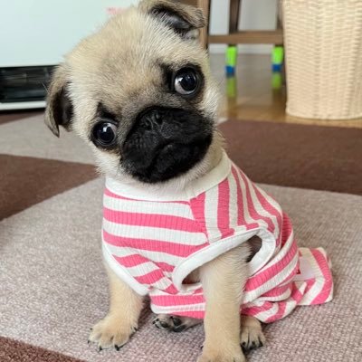 chachamaru_pug Profile Picture