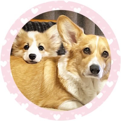 2020年1月15日生まれのコーギー♀モカ☕️ と、2021年12月3日生まれのフラッフィーコーギー♀ トワ🎀です! 2人のドタバタ毎日📖 ́͏̖-