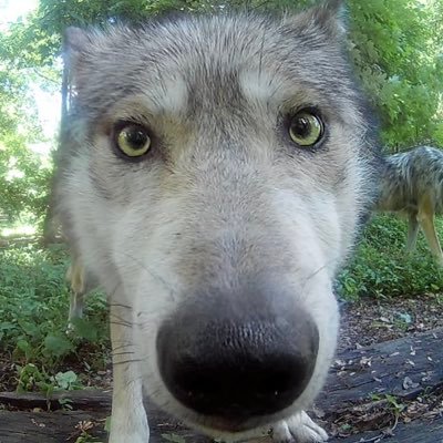 LewdWolf10's profile picture. 21/Bi/Furry/18+