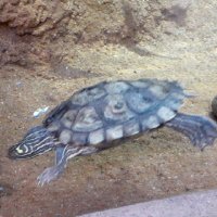 てっぱん (@teppanrace) 's Twitter Profile