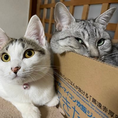 🐱🐱🐱みんちゃん💕ニャニャニャさんのプロフィール画像