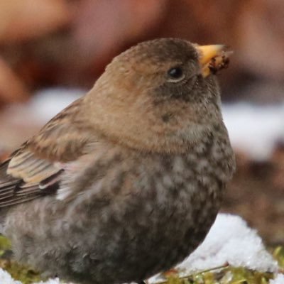 sawa_edit9t5's profile picture. 版元勤務の編集者