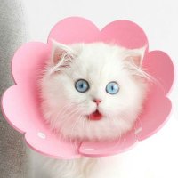 Tellme (@tellmecuandoya) 's Twitter Profile Photo Tellme (@tellmecuandoya) 's Twitter Profile Photo
