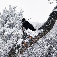 Peat Cepheid (@pecepheid) 's Twitter Profile Photo