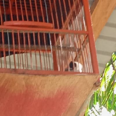 Burung kutilang 3 sisa 1