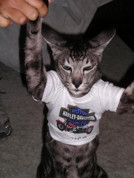 OrangemanHate's profile picture. My pronoun is - Motherfuker